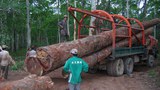 F-logging