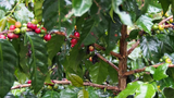 F-Dao-coffee