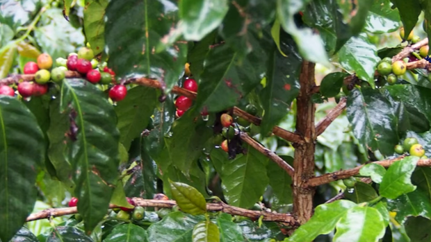 F-Dao-coffee