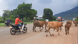 ລາວ ຍັງບໍ່ສາມາດລ້ຽງງົວ ສົ່ງຂາຍໃຫ້ຈີນ ໄດ້ຕາມໂຄຕ້າ