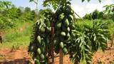 f-papaya