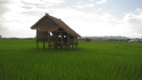 F-rice-xaya