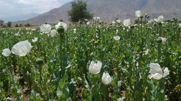 f-poppies f-poppies