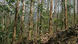 F-FOREST