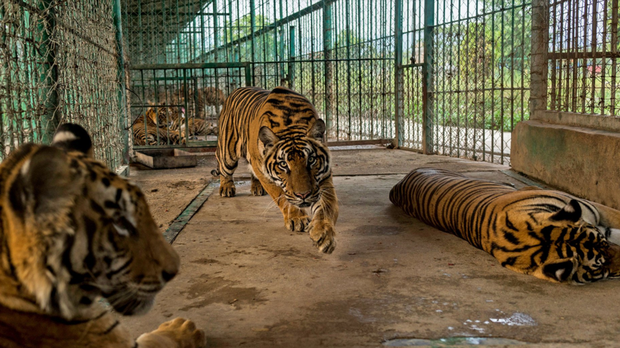 F-Tiger-farm F-Tiger-farm