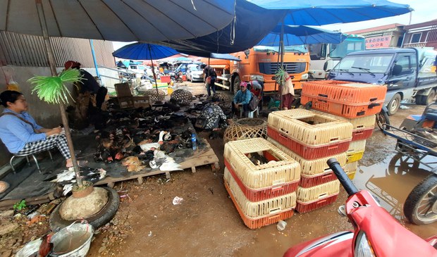 ຢາປ້ອງກັນພະຍາດສັດແພງຂຶ້ນ, ຜູ້ປະກອບການລ້ຽງສັດ ຕ້ອງເຊົາກິຈການ