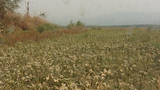 F-Crop