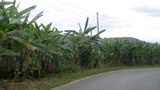 F-banana