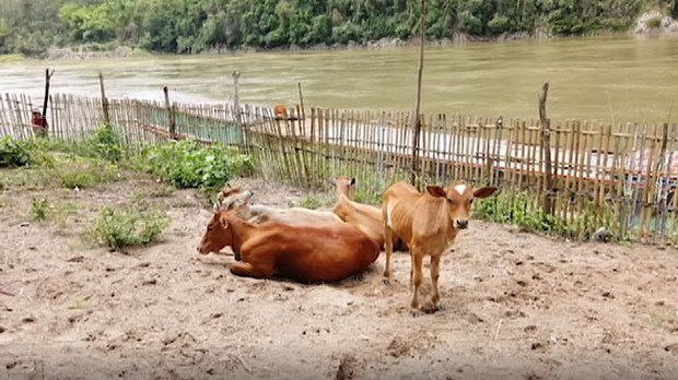 F-Luangprabang
