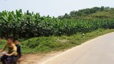 ນັກລົງທຶນຈີນ ຫັນທິດລົງພາກໃຕ້ ຂໍເຊົ່າດິນ ປູກກ້ວຍຫອມ ຫຼາຍຂຶ້ນ