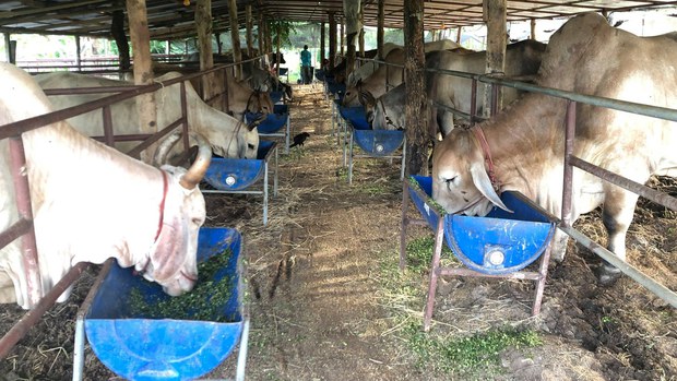 ລ້ຽງງົວ ສົ່ງໄປຈີນ 5 ແສນໂຕ ຍັງບໍ່ງ່າຍ ລ້ຽງງົວ ສົ່ງໄປຈີນ 5 ແສນໂຕ ຍັງບໍ່ງ່າຍ