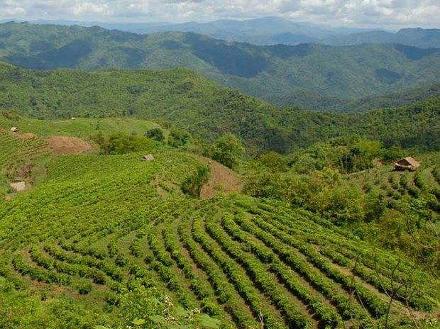 F-Phongsaly-tea