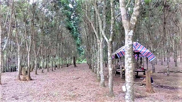 ລາຄາ ຢາງພາຣາ ຕົກຕ່ຳ, ບໍ່ເປັນເອກພາບ ໃນຫຼາຍແຂວງ