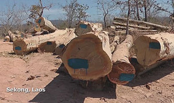 F-sekong-logs F-sekong-logs