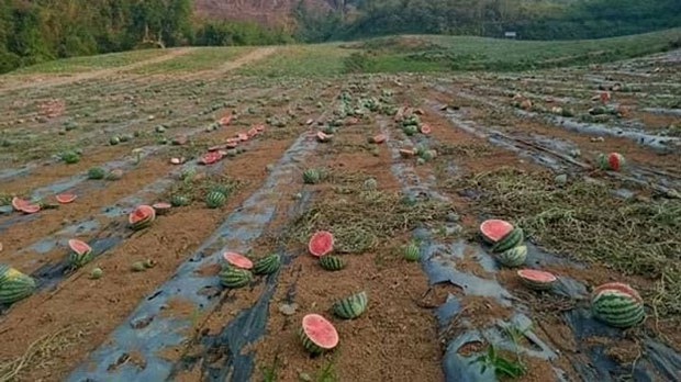 F-watermelon