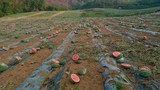 F-watermelon