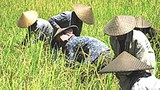 F-LAO-FARMERS