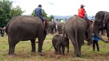 F-Elephant