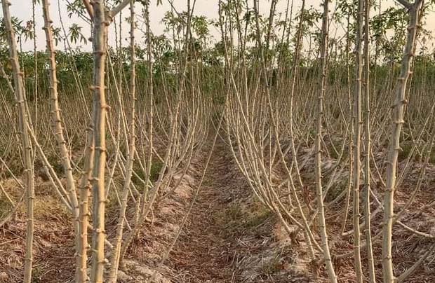 ເມືອງຍົມມະລາດ ຫ້າມປະຊາຊົນ ຂາຍມັນຕົ້ນ ຢູ່ນອກເມືອງ ເມືອງຍົມມະລາດ ຫ້າມປະຊາຊົນ ຂາຍມັນຕົ້ນ ຢູ່ນອກເມືອງ