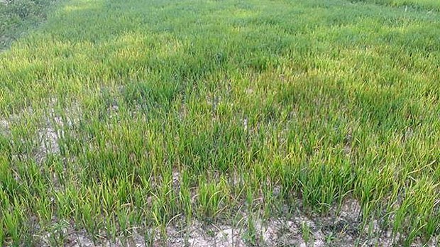 F-Ricefield F-Ricefield
