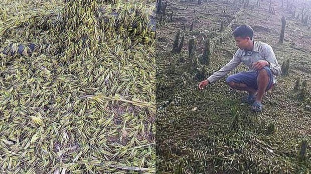 F-Locusts-PH F-Locusts-PH