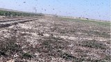 f-locust