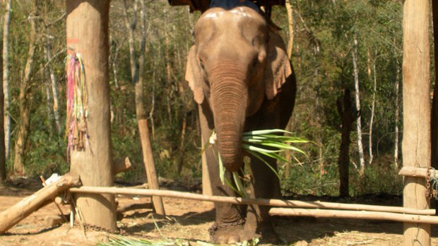 F-Elephant