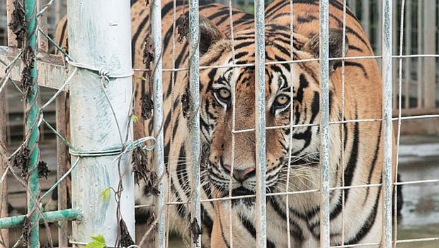 F-King-tiger