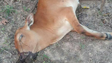 F-Cow