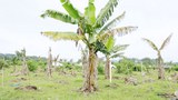 f-banana-tree