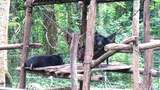 ໝີເພດຜູ້ ອາຍຸ 2 ປີ ສອງໂຕ ຖືກສູນຮັກສາພັນສັດປ່າ ຊ່ວຍຊີວິດ