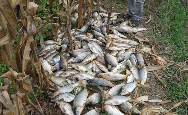 F-fish