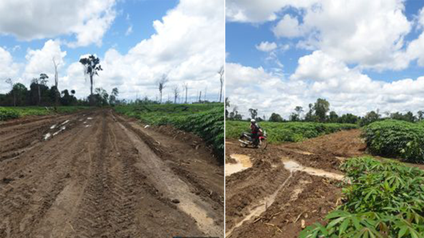 ເຈົ້າຂອງສວນມັນຕົ້ນ ຢູ່ເມືອງສນາມໄຊ ທີ່ຖຶກບໍຣິສັດ ປູກກ້ວຍຂອງຈີນບຸກລຸກ ຍັງບໍ່ໄດ້ຄ່າຊົດເຊີຍ