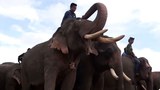 f-elephant