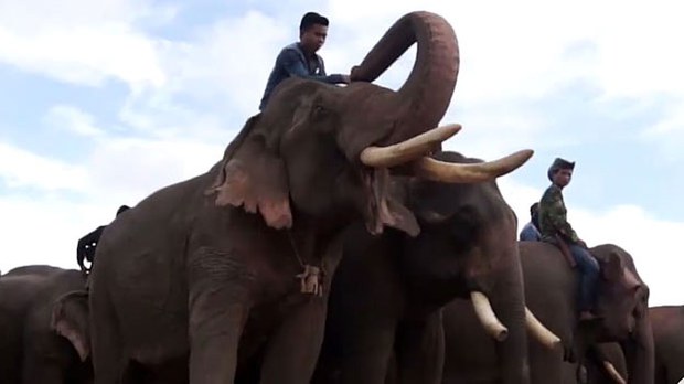 f-elephant