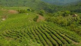f-phongsaly-tea