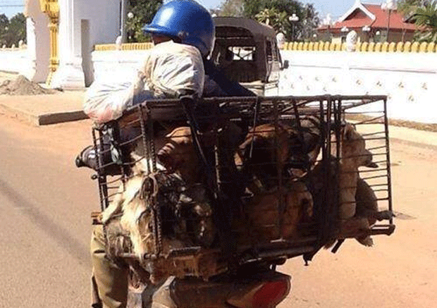 F-dog