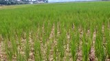 F-Luangnamtha-rice