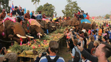 ໄຊຍະບູຣີ ຕຣຽມຈັດງານບຸນຊ້າງ ໃນເດືອນກຸມພານີ້