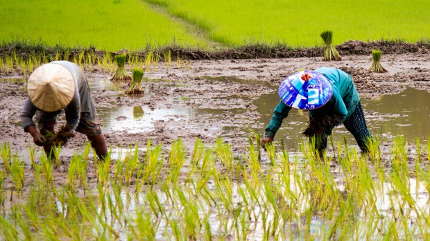 ຊາວນາເມືອງຊໍາໃຕ້ ເຮັດນາແຊງບໍ່ໄດ້ ຍ້ອນເຂື່ອນນ້ຳຊຳ 3 ເຣີ່ມຕັນນ້ຳ