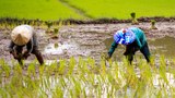 ຊາວນາເມືອງຊໍາໃຕ້ ເຮັດນາແຊງບໍ່ໄດ້ ຍ້ອນເຂື່ອນນ້ຳຊຳ 3 ເຣີ່ມຕັນນ້ຳ