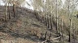 F-LNT-fire