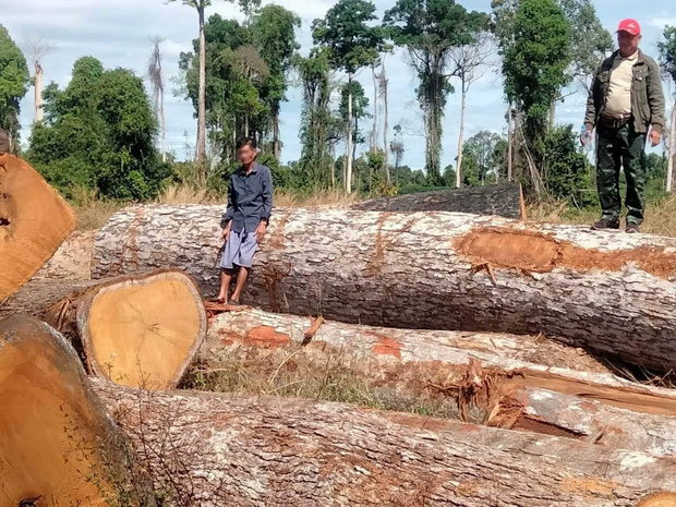 ຣັຖ ໃຫ້ເອກກະຊົນ ຕັດໄມ້ຢູ່ປ່າ ສງວນແຫ່ງຊາດ