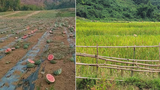ເມືອງຫົງສາ ອະນຸຍາດ ໃຫ້ນັກລົງທຶນຈີນ ເຊົ່າດິນນາຊາວບ້ານ ປູກໝາກໂມ