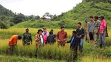 ຫົງສາ ຫ້າມຊາວນາ ຂາຍເຂົ້າເປືອກ ອອກ