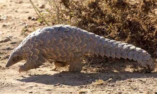 F-pangolin