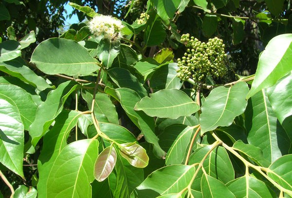 F-eucalyptus F-eucalyptus