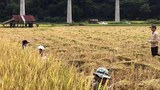 ຊາວນາຫຼາຍບ້ານ ຢູ່ໄຊຍະບູຣີ ປະຕິເສດ ຄ່າເຊົ່າດິນ ທີ່ບໍຣິສັດຈີນສເນີໃຫ້