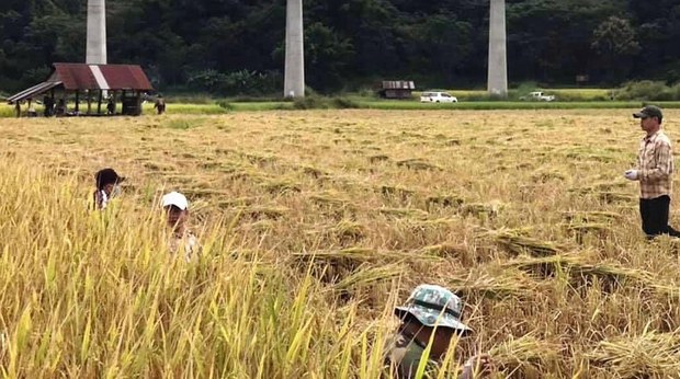ຊາວນາຫຼາຍບ້ານ ຢູ່ໄຊຍະບູຣີ ປະຕິເສດ ຄ່າເຊົ່າດິນ ທີ່ບໍຣິສັດຈີນສເນີໃຫ້