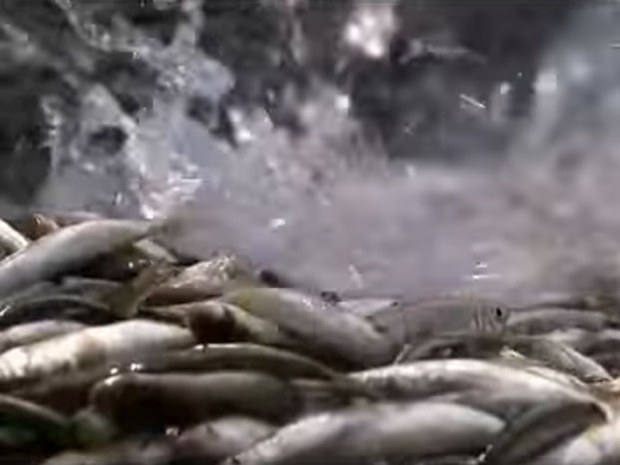 f-fish